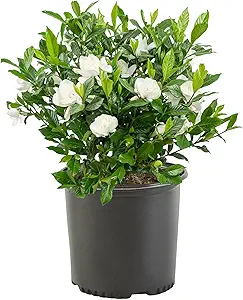 Flowering Shrubs