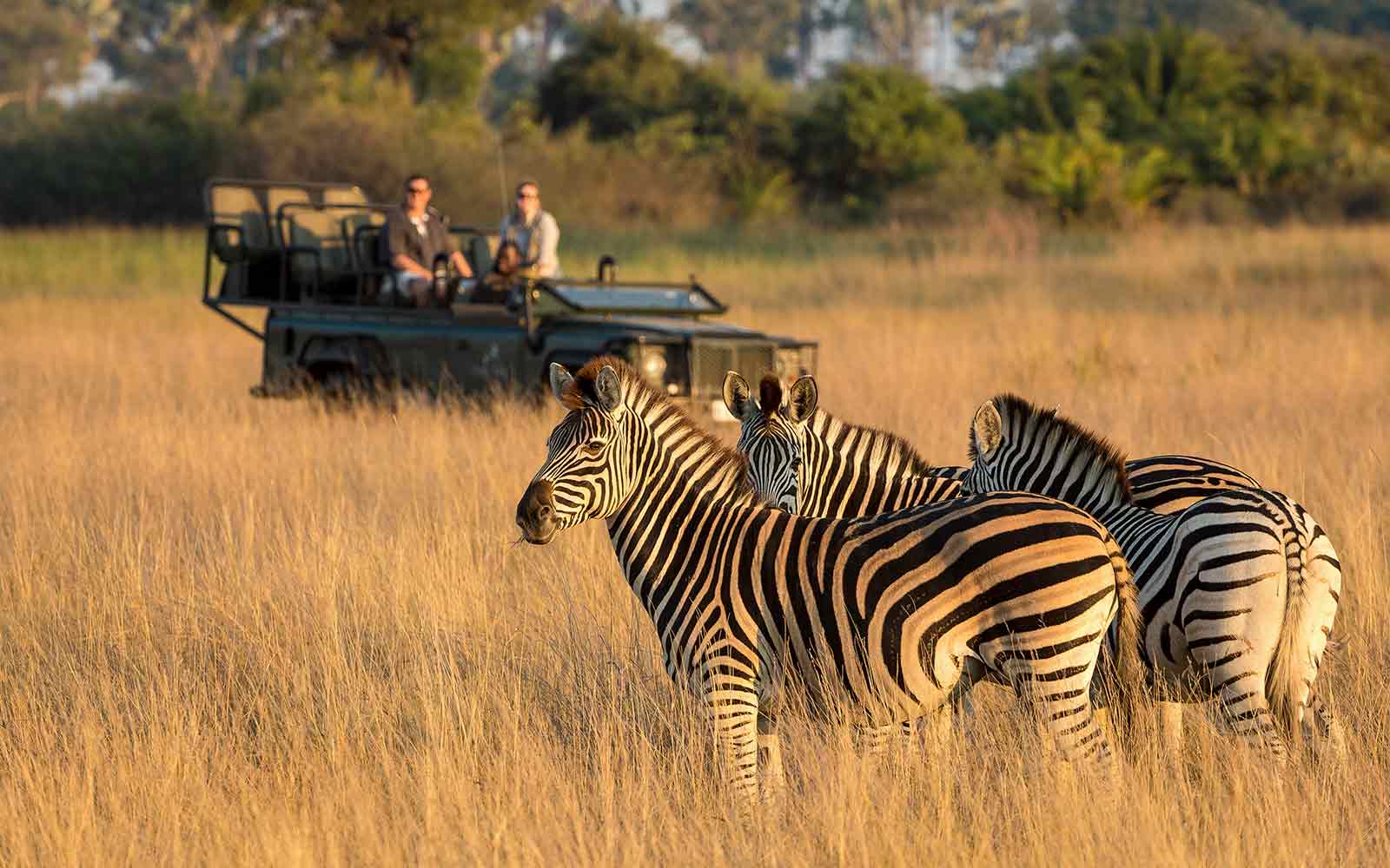  Wildlife Safari Adventure: Essential Gear for an Unforgettable Journey | Safari Packing Guide