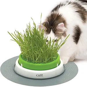 Cat Grass