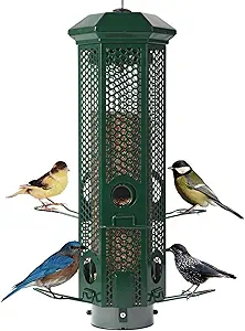 Bird Feeder Nearby