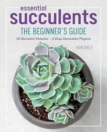 Succulent Care Guide